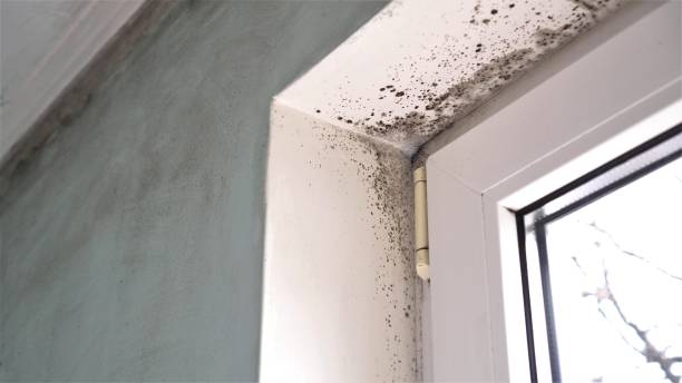  San Rlos, CA Mold Removal Pros