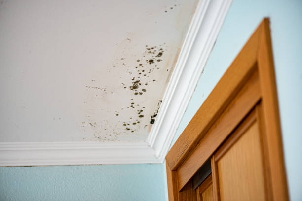 Best Basement Mold Remediation in San Rlos, CA