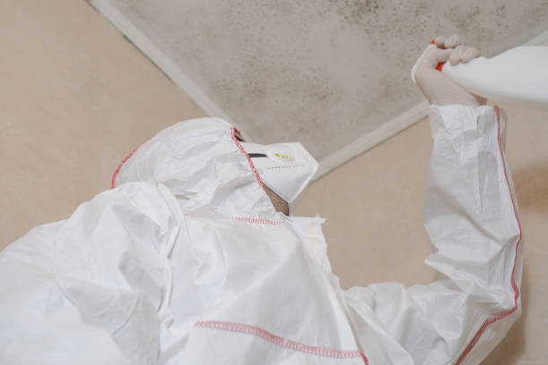 Best Attic Mold Remediation in San Rlos, CA