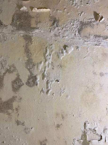 Best Black Mold Remediation in San Rlos, CA
