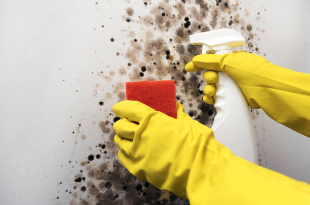 Best Mold Remediation for Specific Building Types in San Rlos, CA