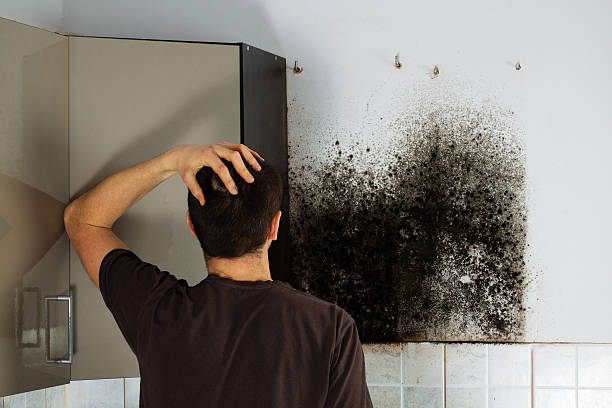Best Preventive Mold Services in San Rlos, CA