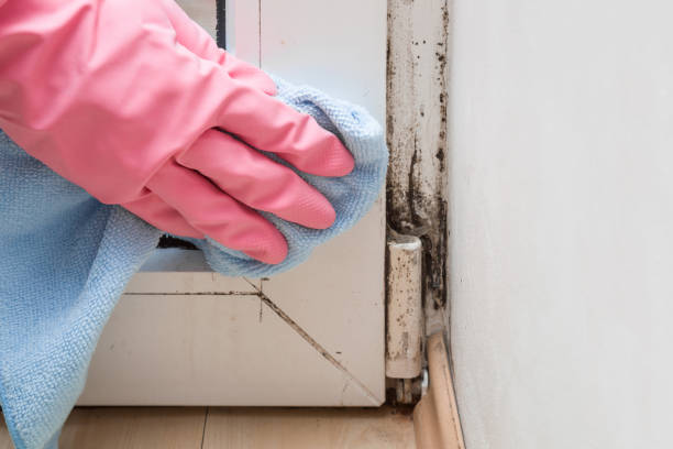 Reliable San Carlos, CA Mold Remediation Solutions