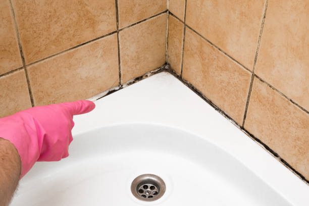 Best Residential Mold Remediation in San Rlos, CA